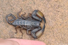 Hadogenes troglodytes