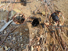 Camponotus japonicus