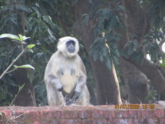 Semnopithecus schistaceus