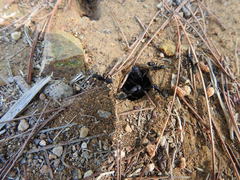 Camponotus japonicus