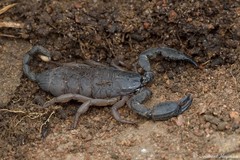 Opisthacanthus laevipes