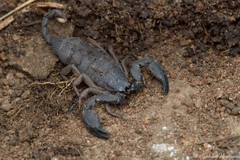 Opisthacanthus laevipes