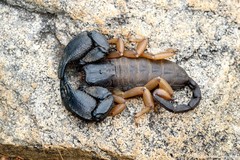 Opisthacanthus laevipes