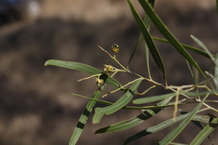 Acacia neriifolia