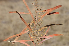 Acacia neriifolia