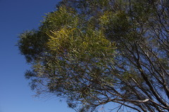 Acacia neriifolia