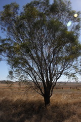 Acacia neriifolia