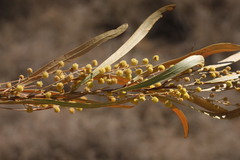 Acacia neriifolia