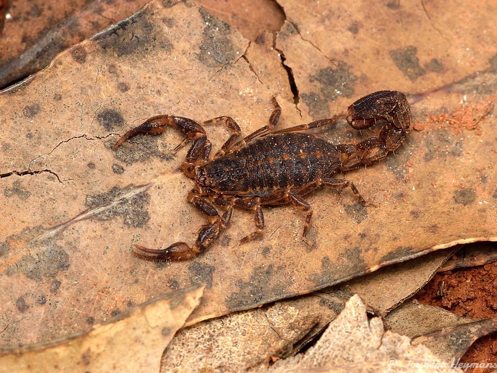 Transvaal Pygmy-Thicktail Scorpion