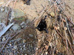 Camponotus japonicus