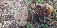 Glomeromycota