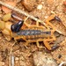 Tree Scorpions - Photo (c) Joubert Heymans, some rights reserved (CC BY-NC-ND), uploaded by Joubert Heymans
