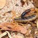 Chubb's Lesser-Thicktail Scorpion - Photo (c) Joubert Heymans, some rights reserved (CC BY-NC-ND), uploaded by Joubert Heymans