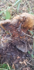 Glomeromycota