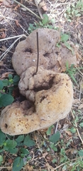 Glomeromycota