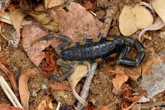 Uroplectes flavoviridis