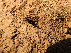 Camponotus japonicus