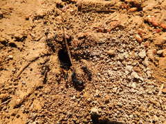 Camponotus japonicus