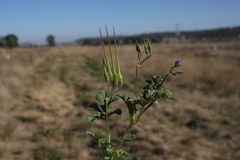 Erodium crinitum