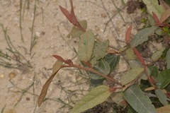 Lasiopetalum macrophyllum