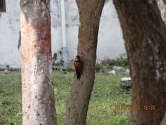 Dinopium benghalense