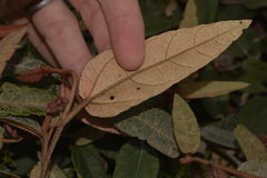 Lasiopetalum macrophyllum