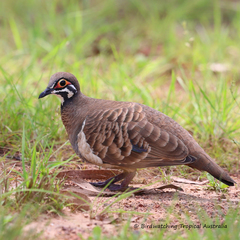 Geophaps scripta peninsulae