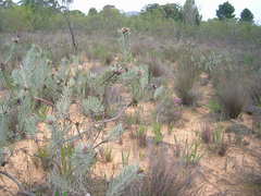 Leucospermum parile