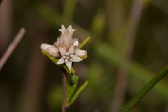 Cryptandra ericoides