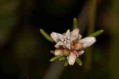 Cryptandra ericoides