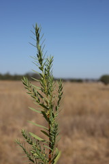 Pimelea neoanglica