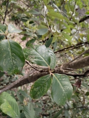 Cornus kousa chinensis