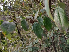 Cornus kousa chinensis