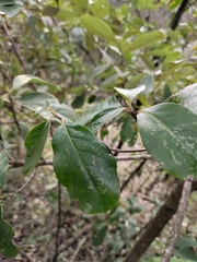 Cornus kousa chinensis