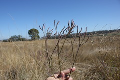 Verbena litoralis litoralis