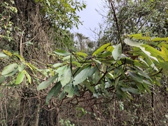 Lindera megaphylla