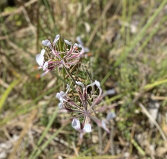 Pelargonium dipetalum