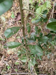 Photinia bodinieri