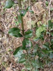 Photinia bodinieri