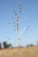 Urochloa mosambicensis
