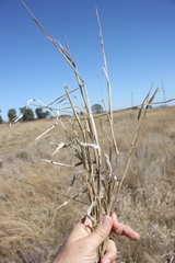 Urochloa mosambicensis