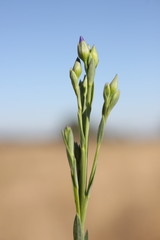 Linum marginale