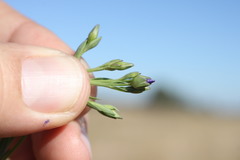 Linum marginale