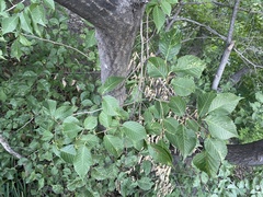 Ulmus macrocarpa