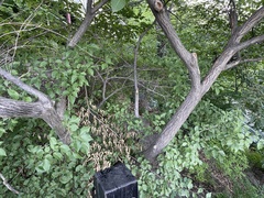 Ulmus macrocarpa