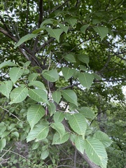 Ulmus macrocarpa