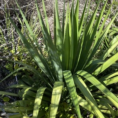 Yucca gloriosa tristis