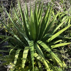 Yucca gloriosa tristis