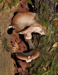 Armillaria hinnulea