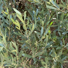 Olea exasperata